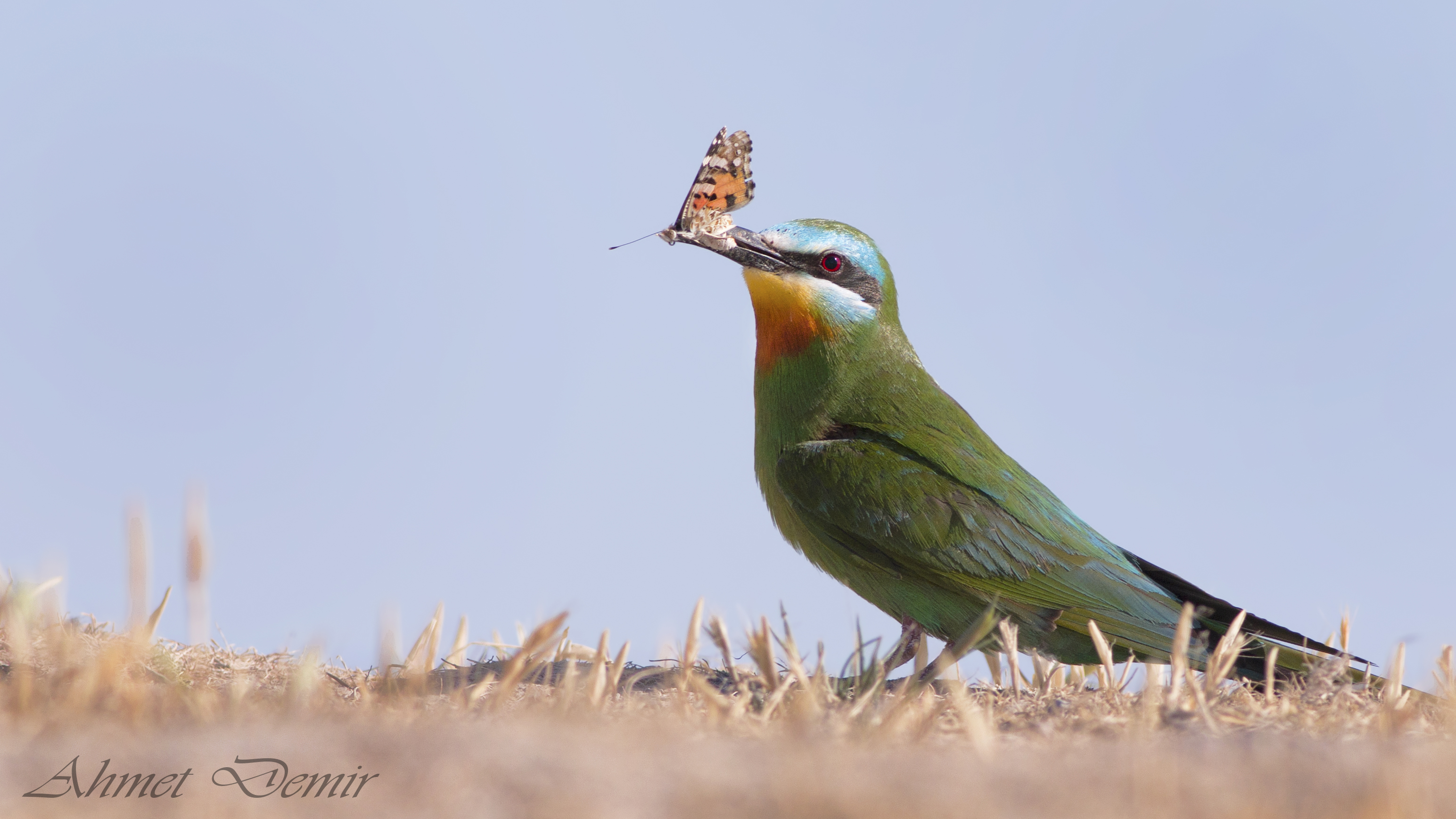 Blue-cheeked Bee-eater